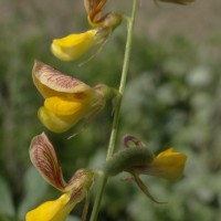 Rhynchosia minima (L.) DC.